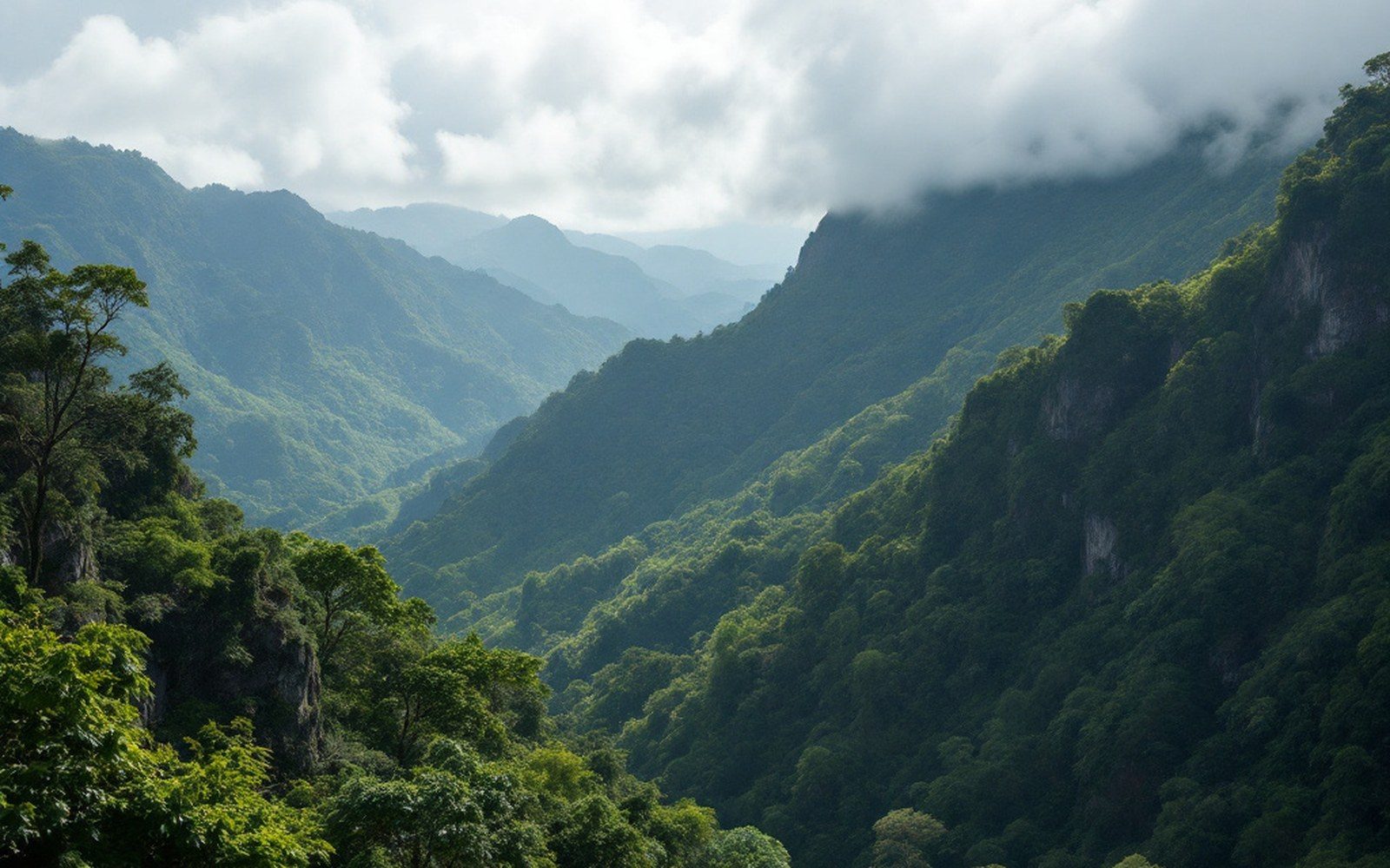Steep forested slopes with cloud sitting on the ridge line
