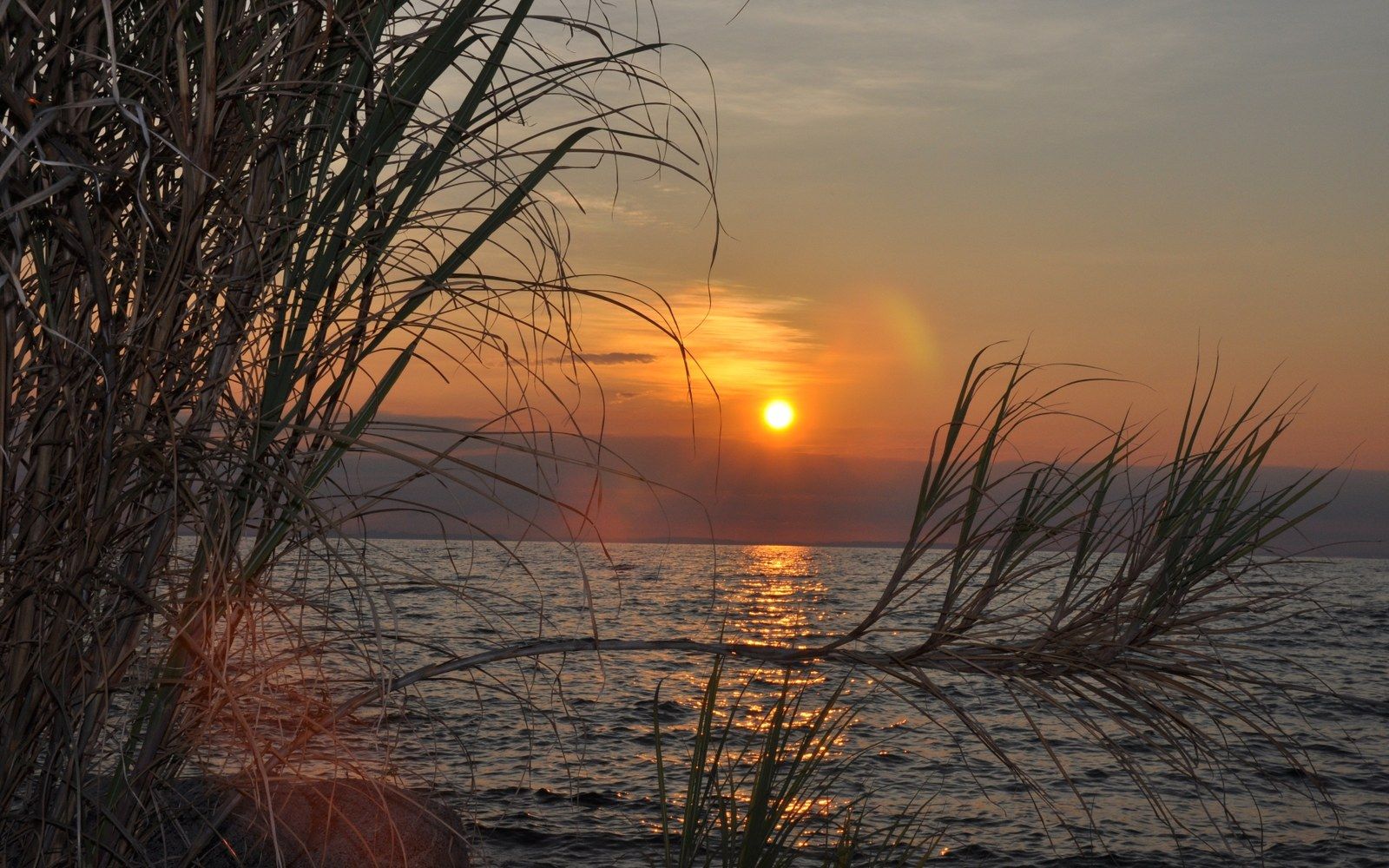 Sun low over open water seen through tall reeds